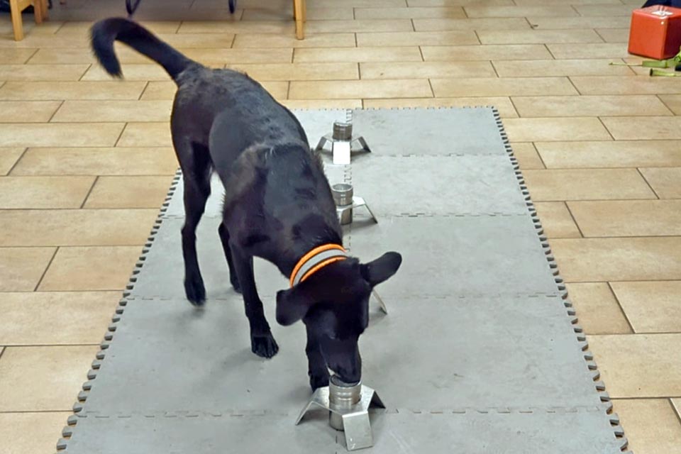 Ausbildung und Training eines Bettwanzenspuerhundes