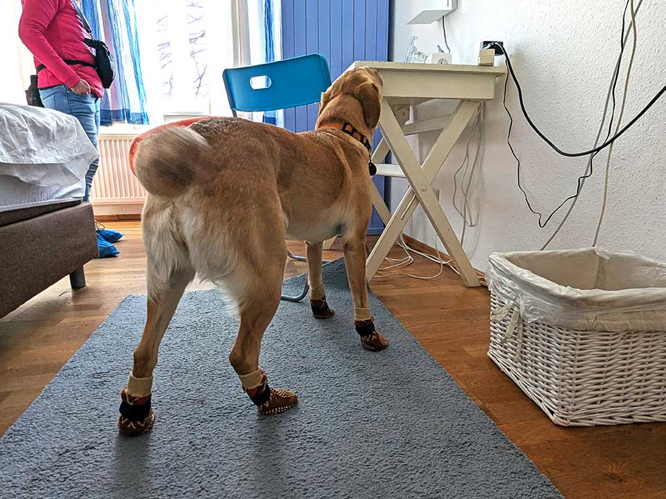 Früher Verdacht auf Bettwanzen in einer Unterkunft